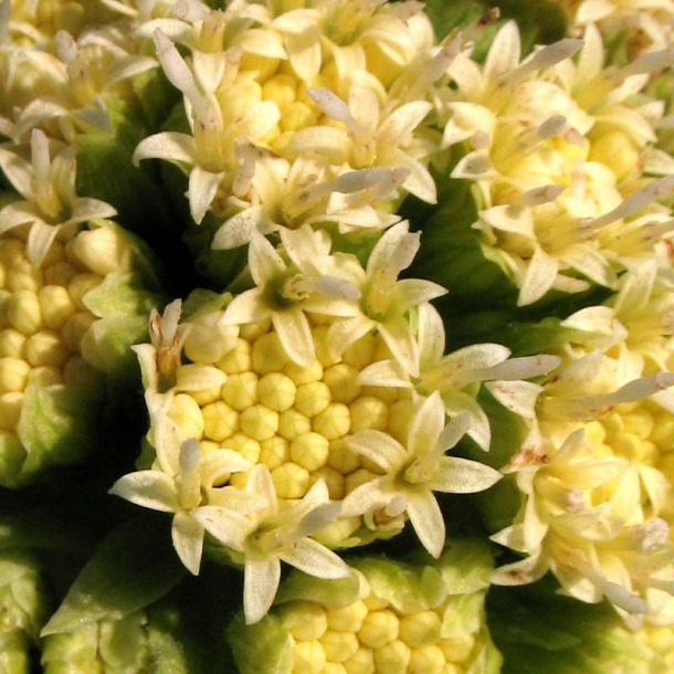 Image of Petasites amplus specimen.