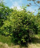 Crataegus submollis