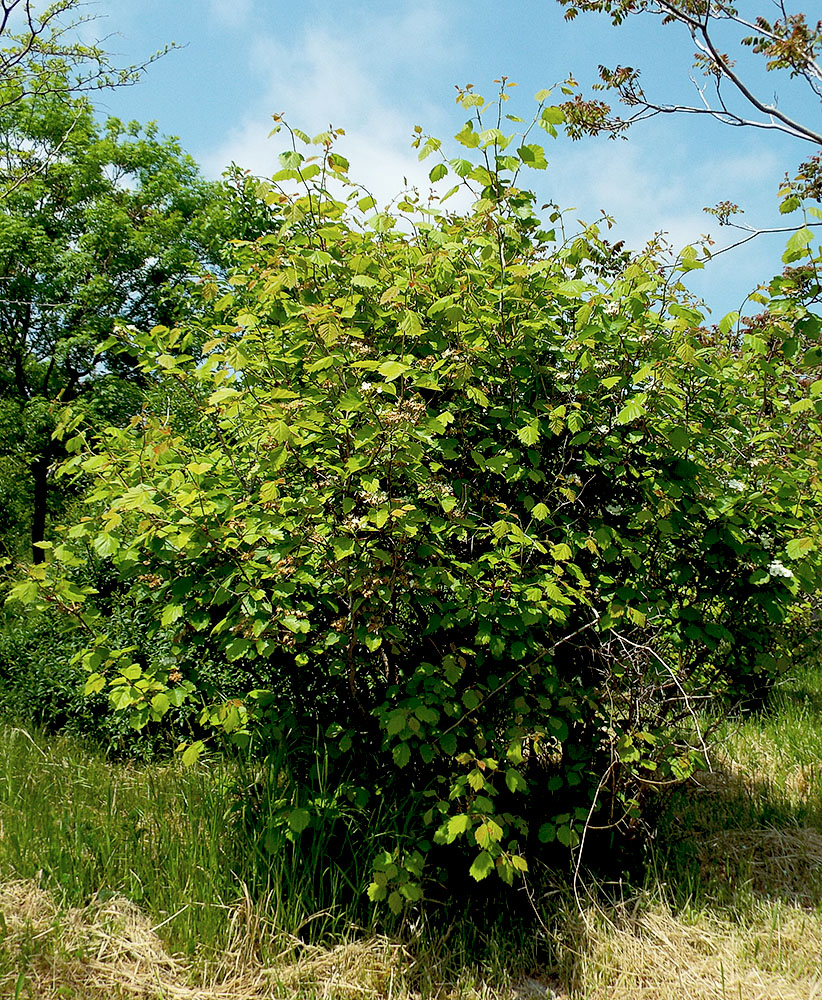 Изображение особи Crataegus submollis.