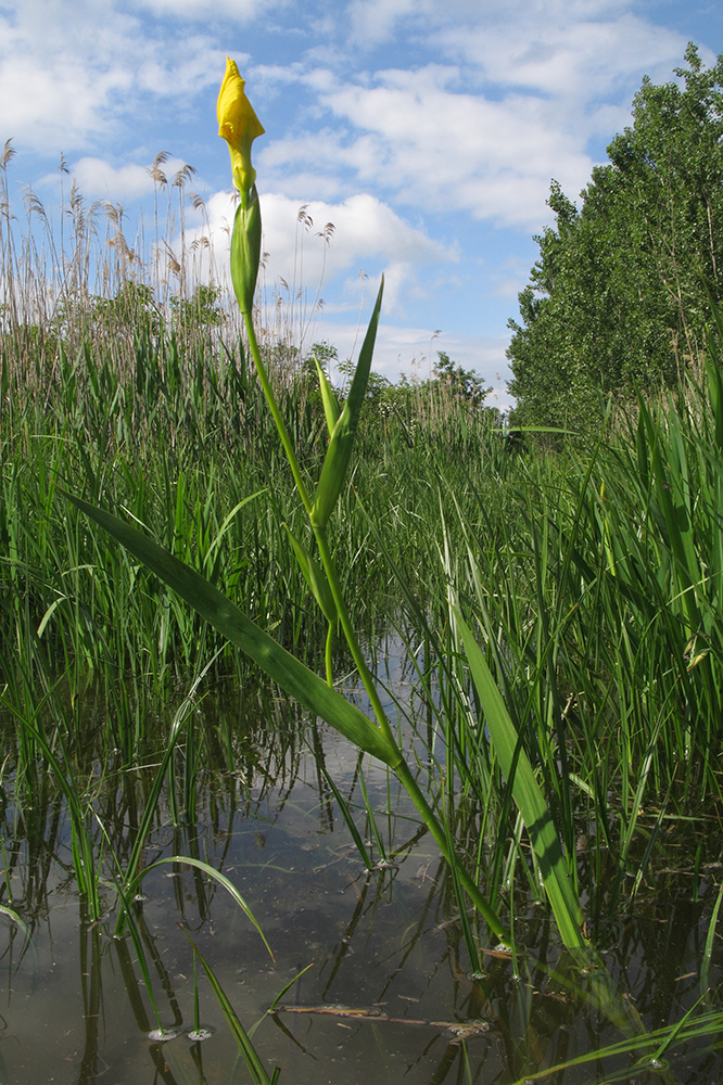 Image of Iris pseudacorus specimen.