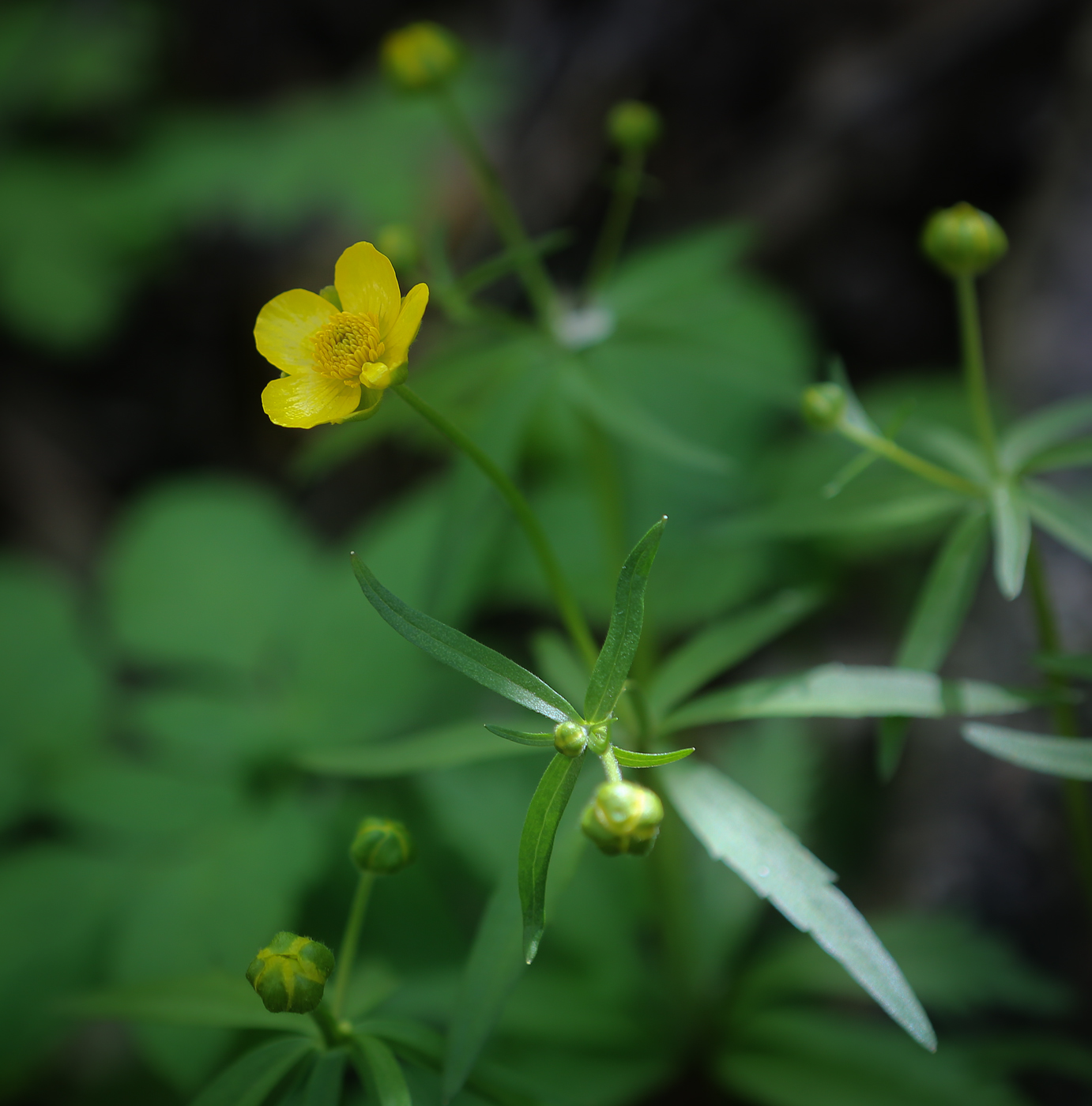 Изображение особи Ranunculus cassubicus.