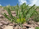 Astragalus sewertzowii