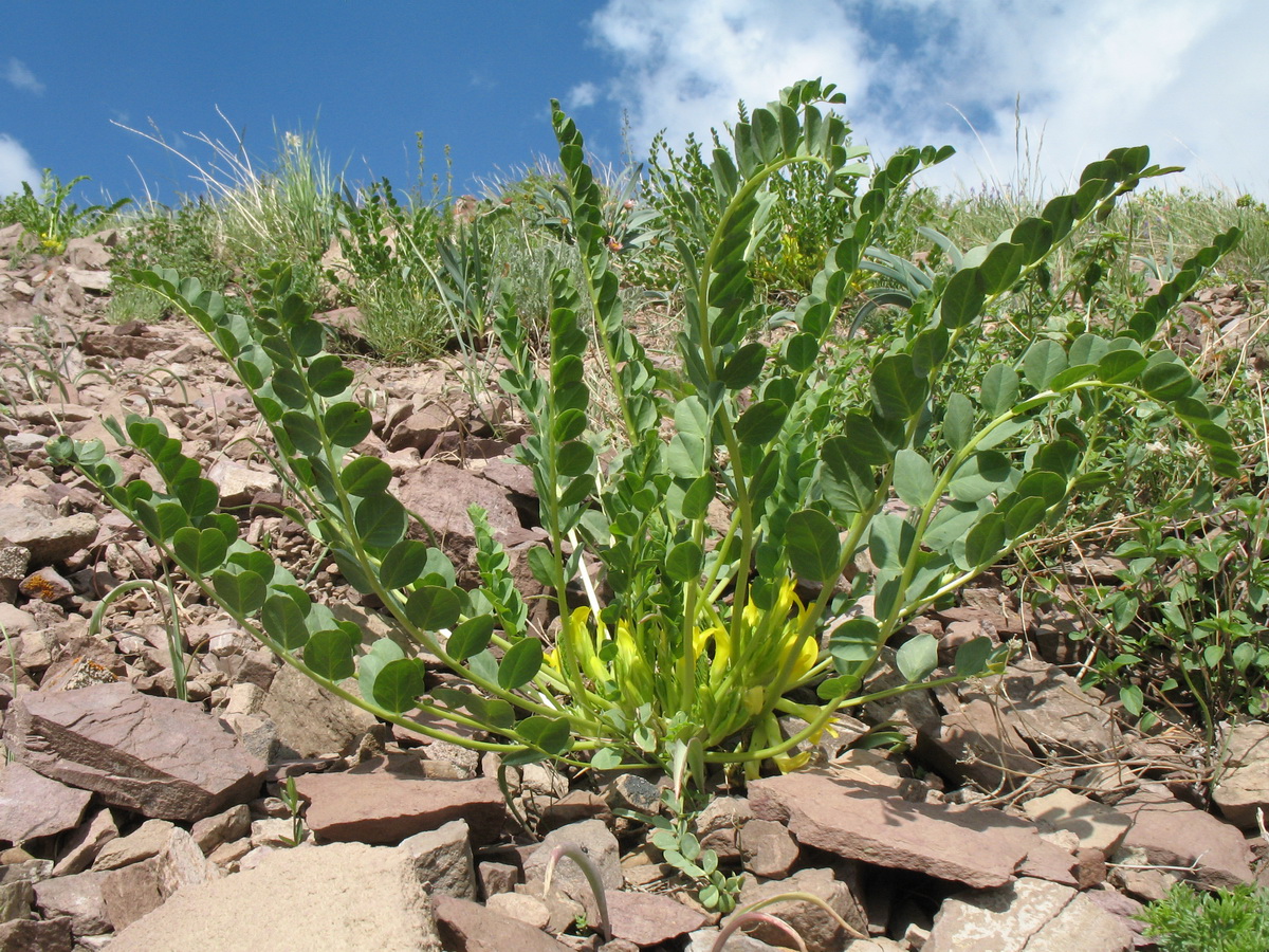 Изображение особи Astragalus sewertzowii.