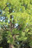 Pinus roxburghii. Часть кроны взрослого дерева. Италия, г. Рим, Parco Del Colle Oppio (Парк Оппийского холма), в культуре. 8 сентября 2014 г.