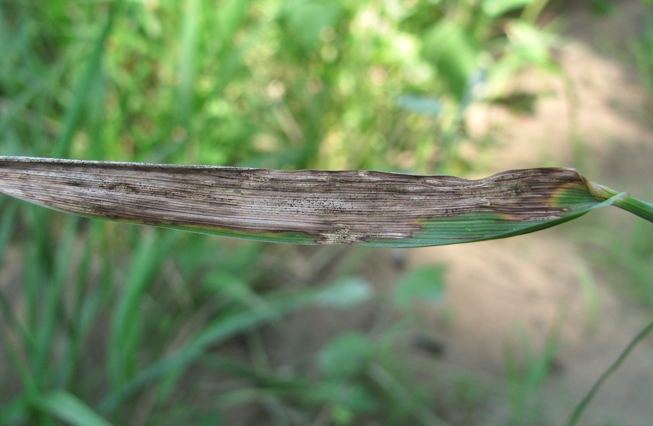 Image of Festuca gigantea specimen.