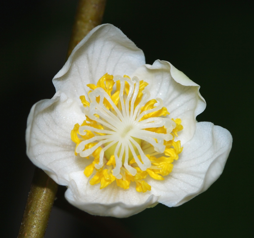 Image of Actinidia polygama specimen.