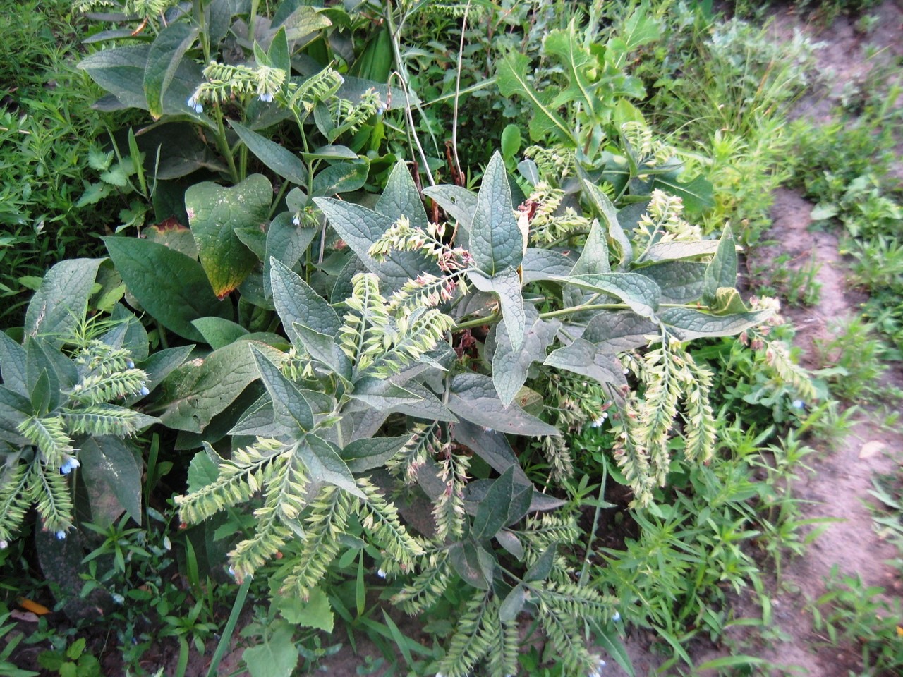 Image of Symphytum caucasicum specimen.