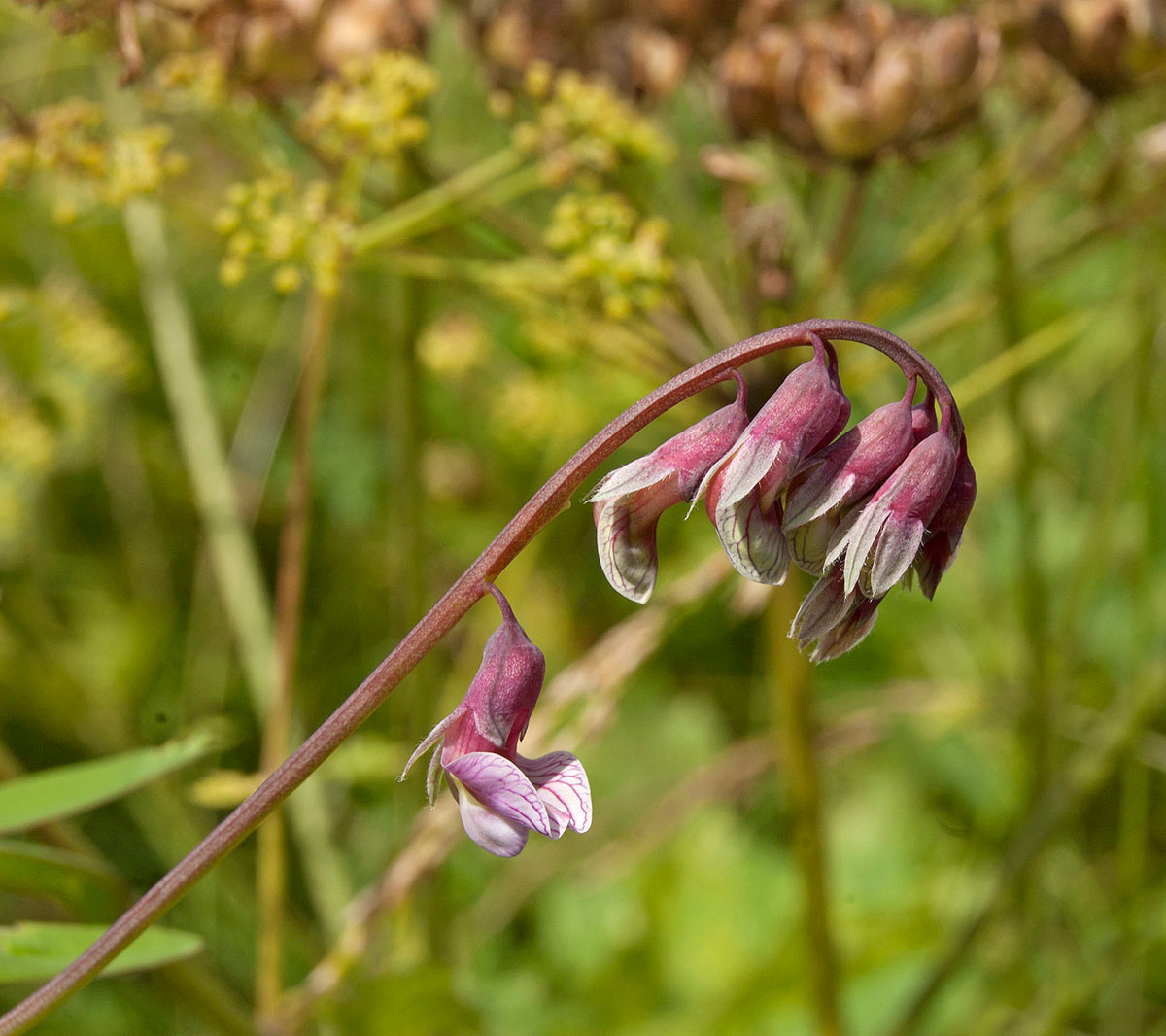 Изображение особи Lathyrus pisiformis.