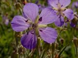 Geranium pratense. Цветок. Пермский край, Кунгурский р-н, долина р. Ирень в р-не урочища Кокуй, правый берег, луг. 22 июля 2017 г.