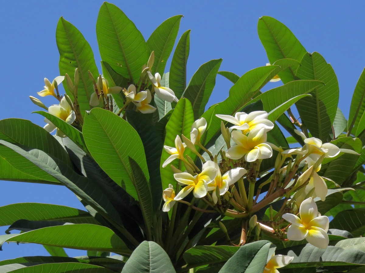 Изображение особи род Plumeria.