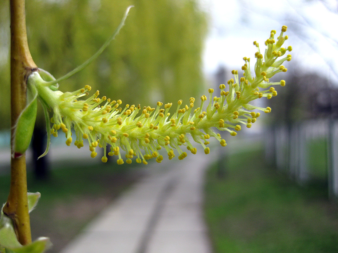 Изображение особи Salix babylonica.