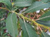 Salix