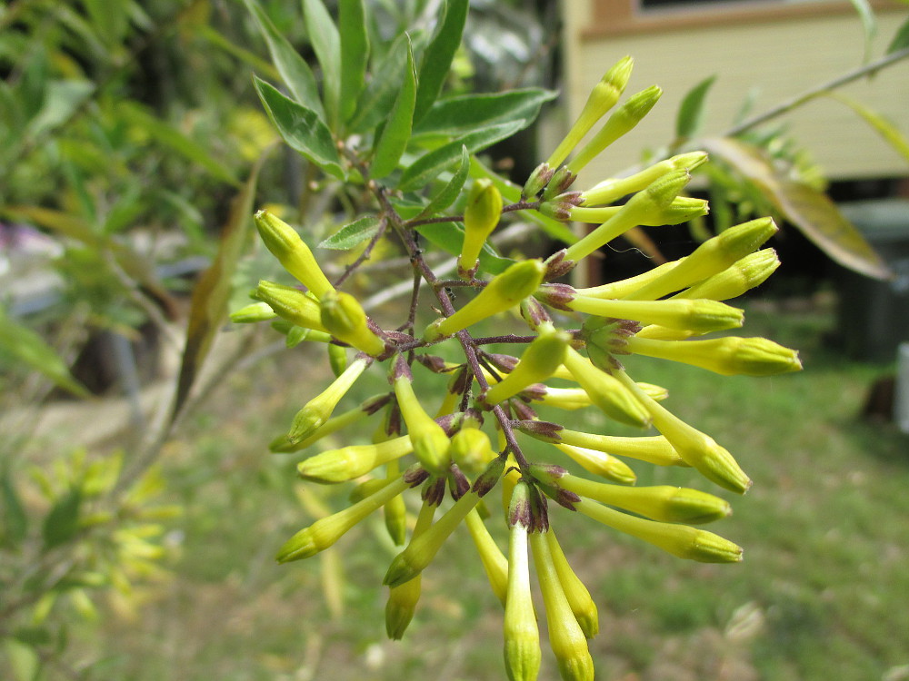 Image of Cestrum parqui specimen.