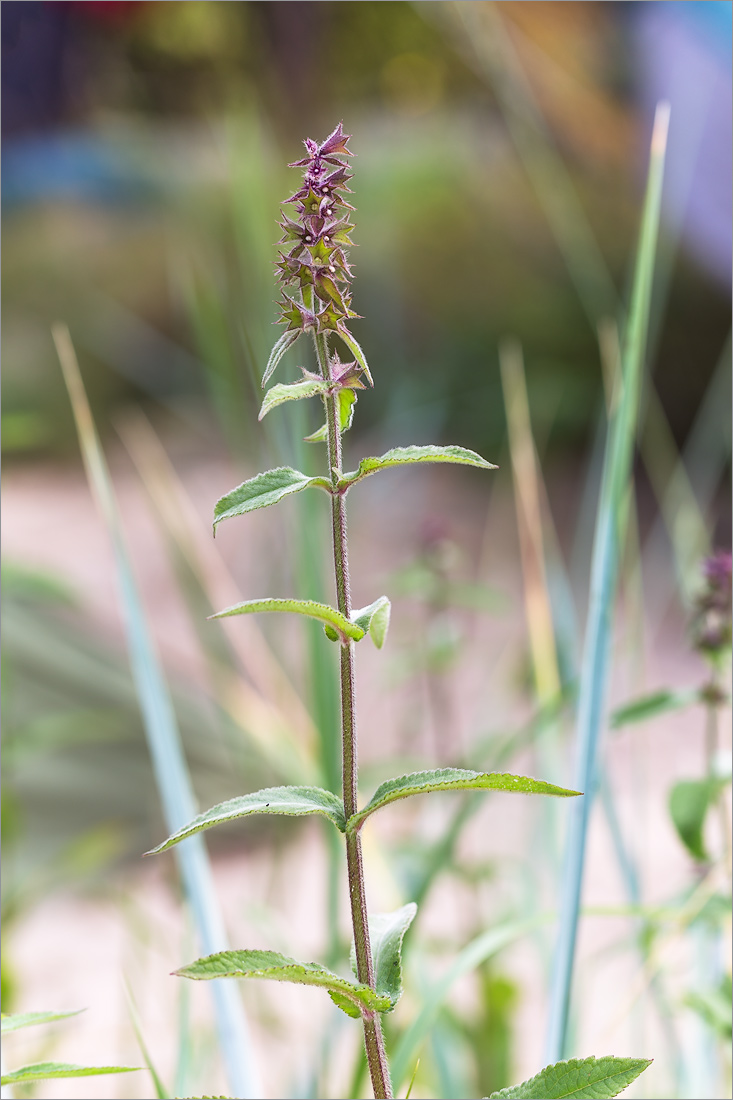 Image of Stachys palustris specimen.