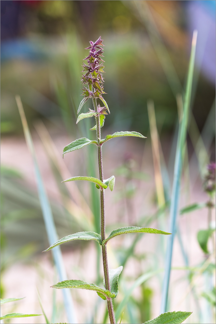 Изображение особи Stachys palustris.