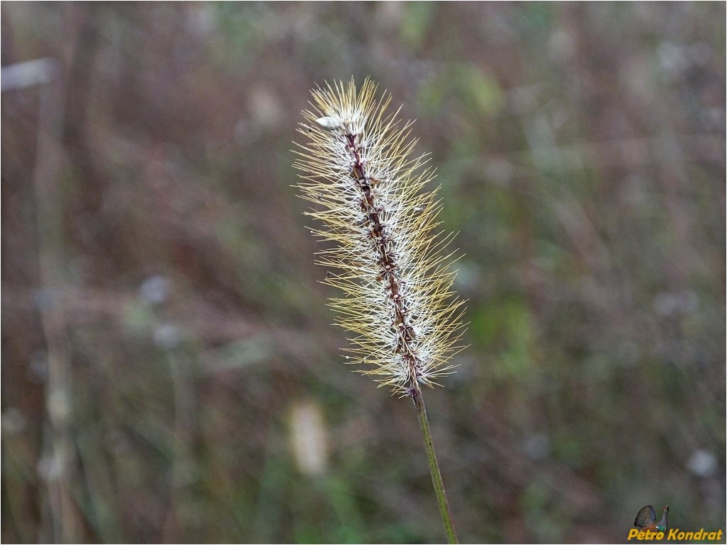 Image of Setaria pumila specimen.