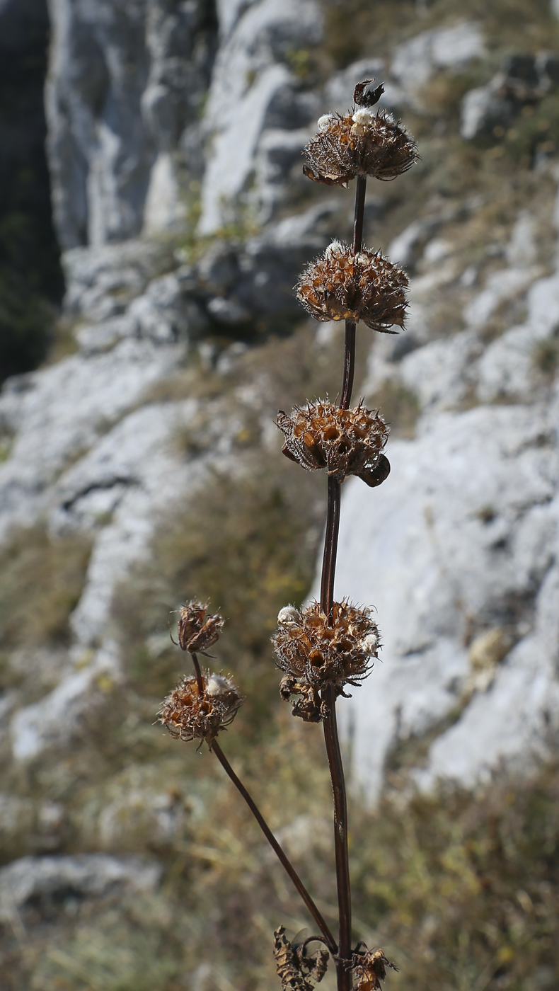 Image of Phlomoides tuberosa specimen.