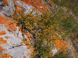 Ephedra monosperma