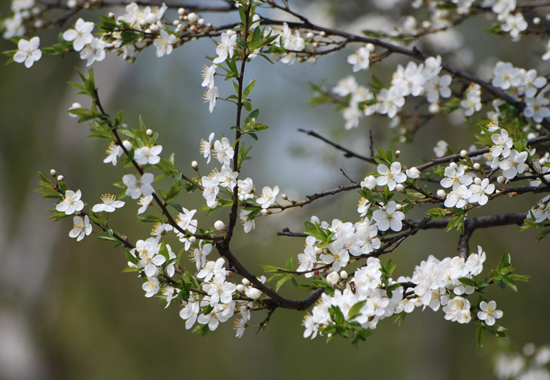 Image of Prunus domestica specimen.