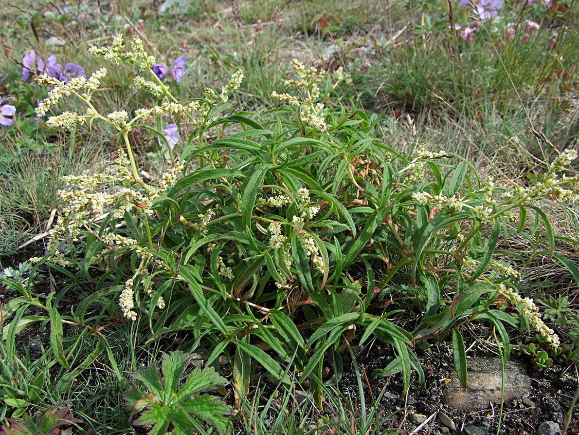 Image of Aconogonon ocreatum var. laxmannii specimen.