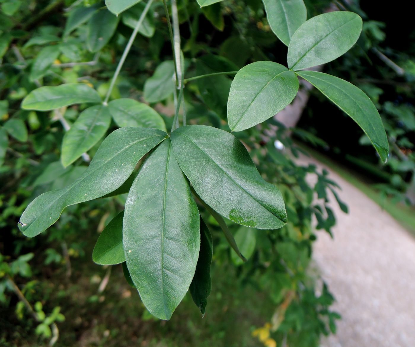 Image of Laburnum anagyroides specimen.