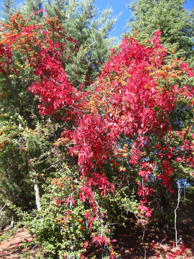 Изображение особи Parthenocissus quinquefolia.