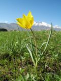 Tulipa ostrowskiana