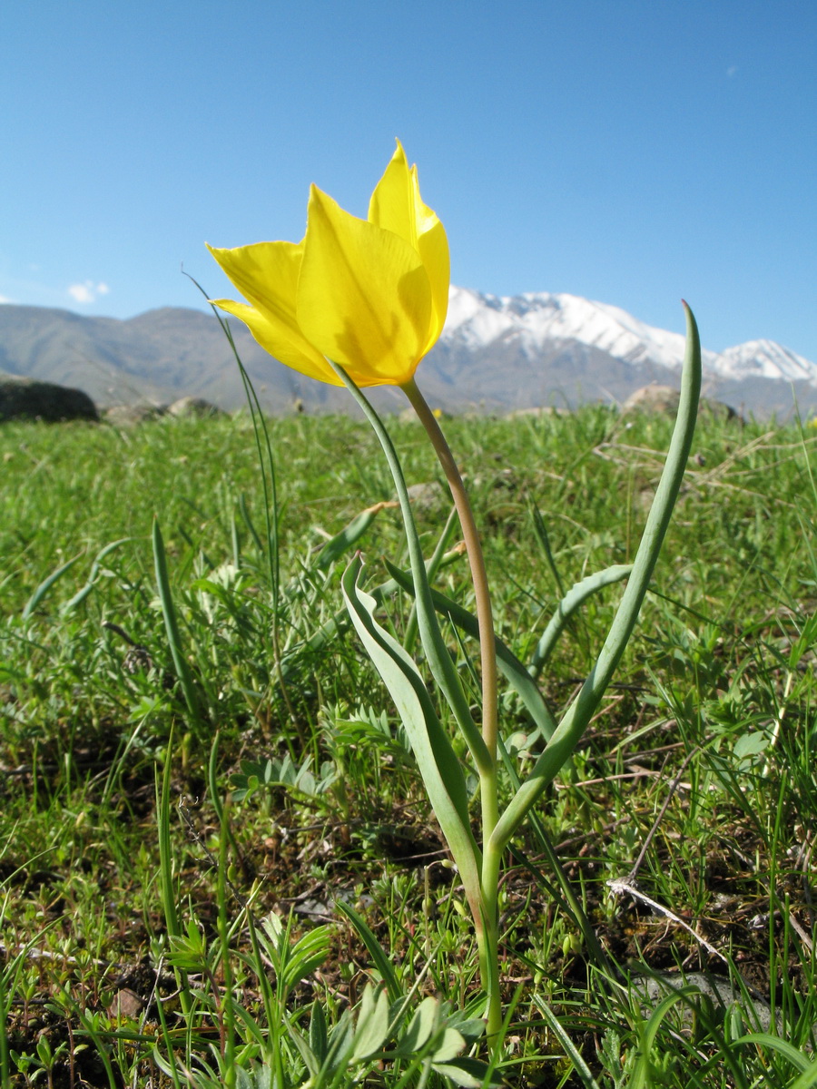 Изображение особи Tulipa ostrowskiana.