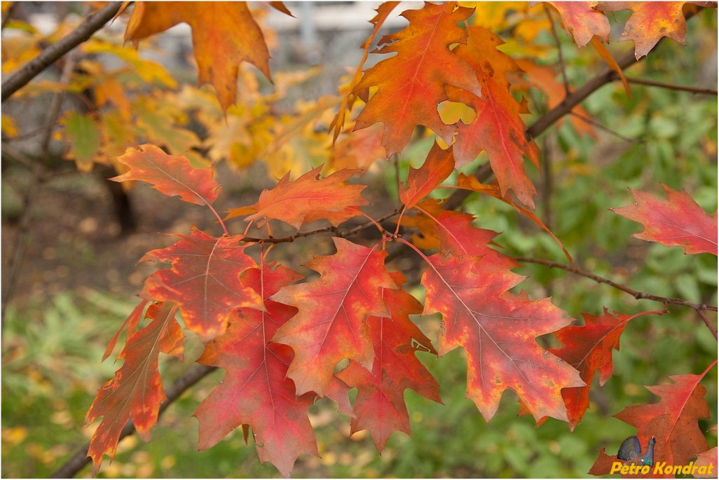 Image of Quercus rubra specimen.