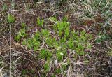 Dodecatheon frigidum