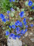 Phacelia campanularia