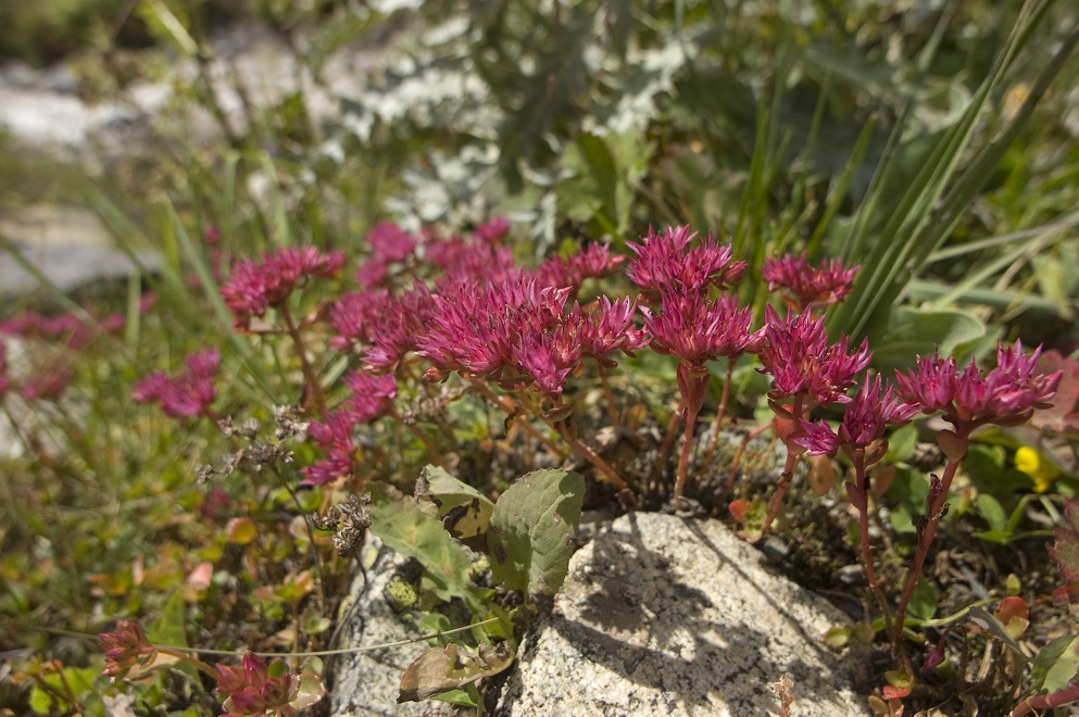 Изображение особи Sedum spurium.