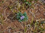 Dontostemon perennis. Цветущее растение. Монголия, аймак Уверхангай, долина р. Орхон, ≈ 1500 м н.у.м., сухой склон. 03.06.2017.