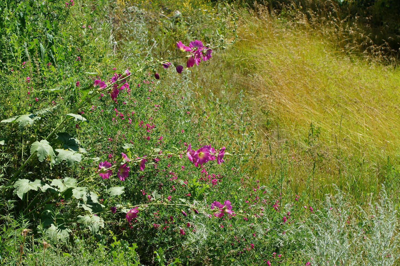 Изображение особи Alcea rosea.