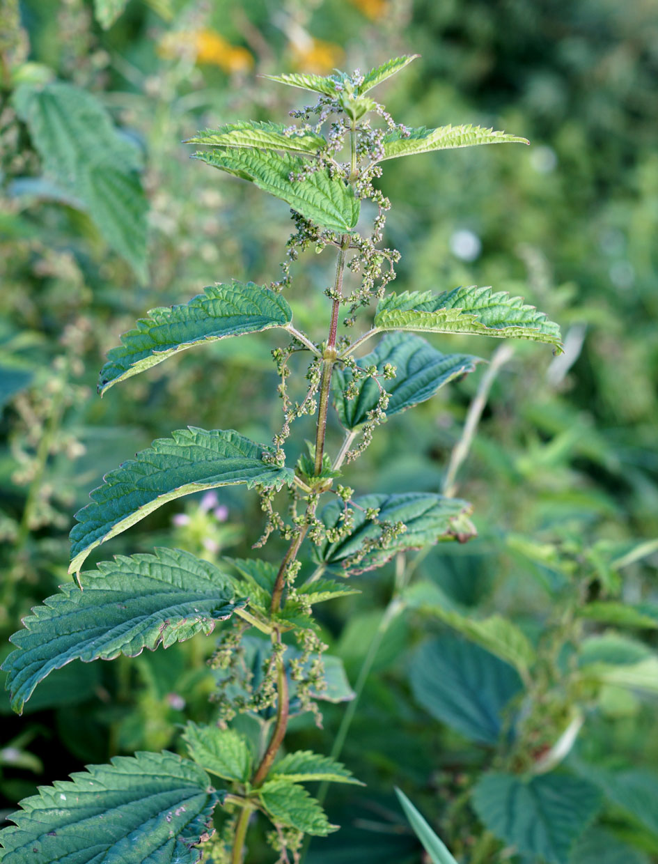 Image of Urtica dioica specimen.