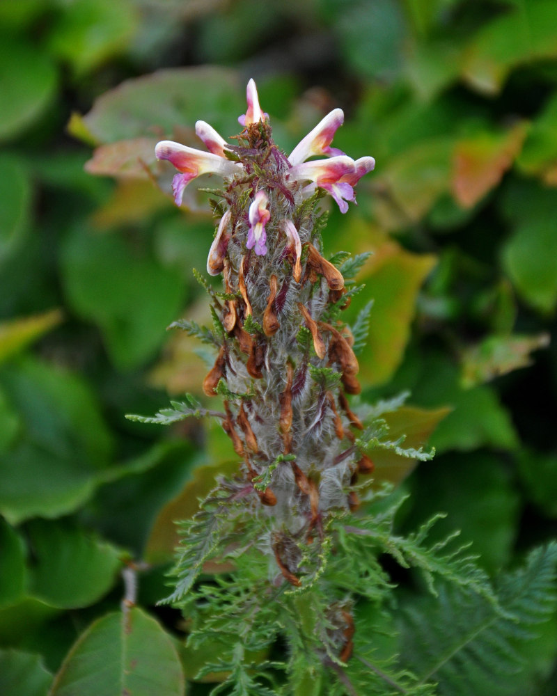 Image of Pedicularis condensata specimen.