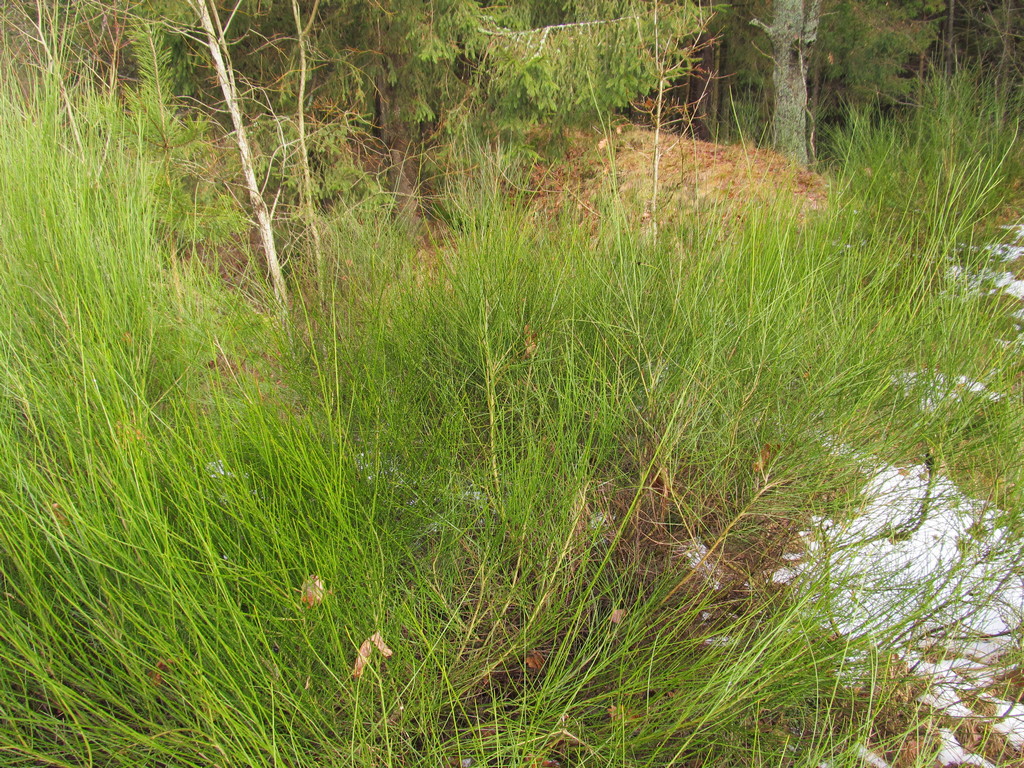 Изображение особи Sarothamnus scoparius.