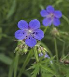 Geranium pratense. Цветок с питающимся жуком. Пермский край, г. Пермь, Кировский р-н, сырой пойменный луг. 15.07.2017.