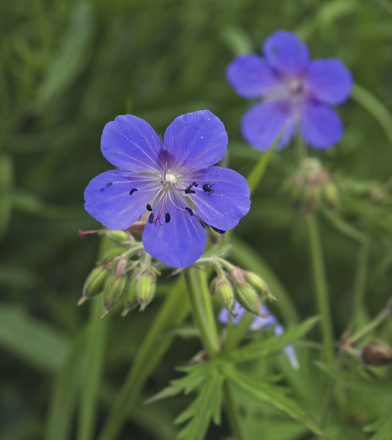 Изображение особи Geranium pratense.