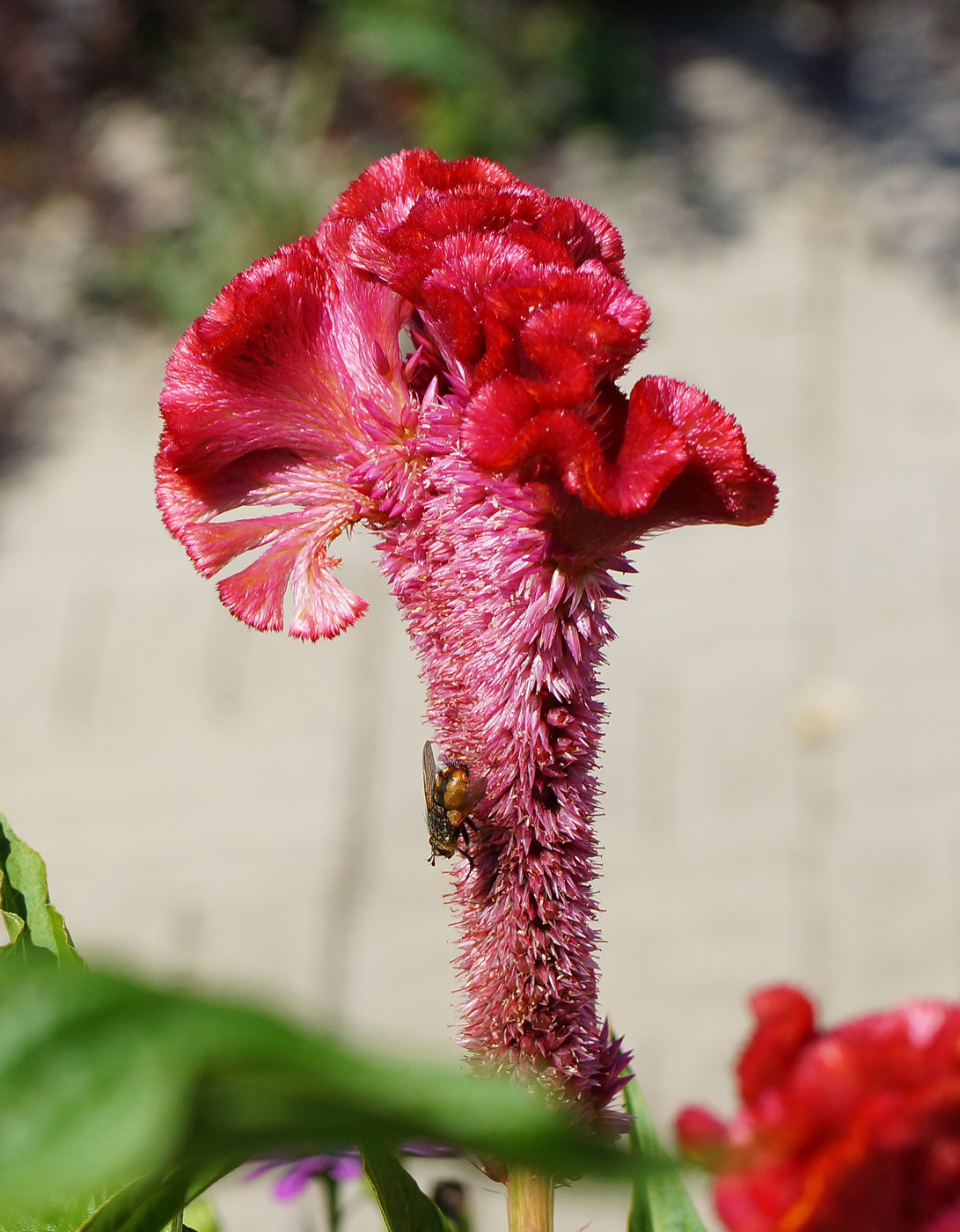 Изображение особи Celosia cristata.