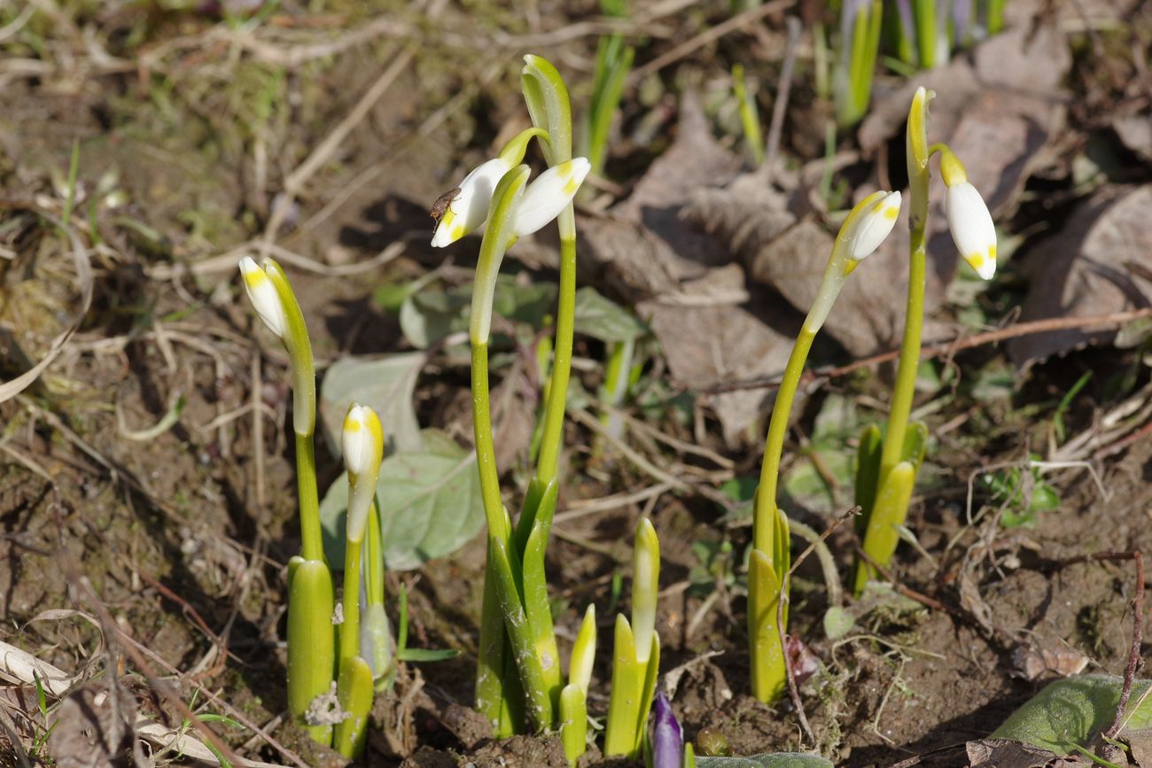 Изображение особи Leucojum vernum.