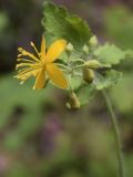 Chelidonium majus. Верхушка побега с цветком и бутонами. Испания, автономное сообщество Каталония, провинция Жирона, комарка Ла-Гарроча, подр-н (субкомарка) де Олот, муниципалитет Санта-Пау, опушка букового леса Фажеда д’эн Жорда. 14.05.2017.