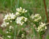 Galium boreale. Верхушка побега с зацветающим соцветием. Якутия, Мирнинский р-н, окр. пос. Светлый, левый берег р. Вилюй. 21.06.2009.