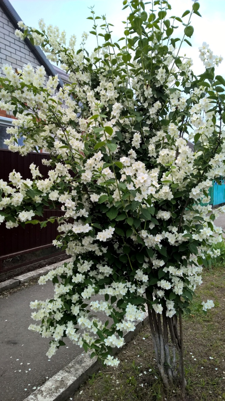 Изображение особи род Philadelphus.