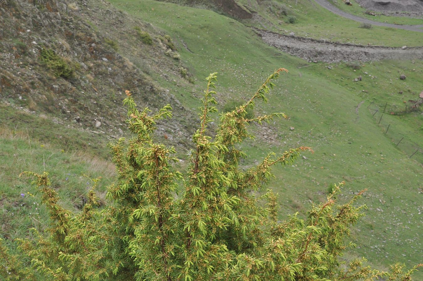 Image of Juniperus oblonga specimen.
