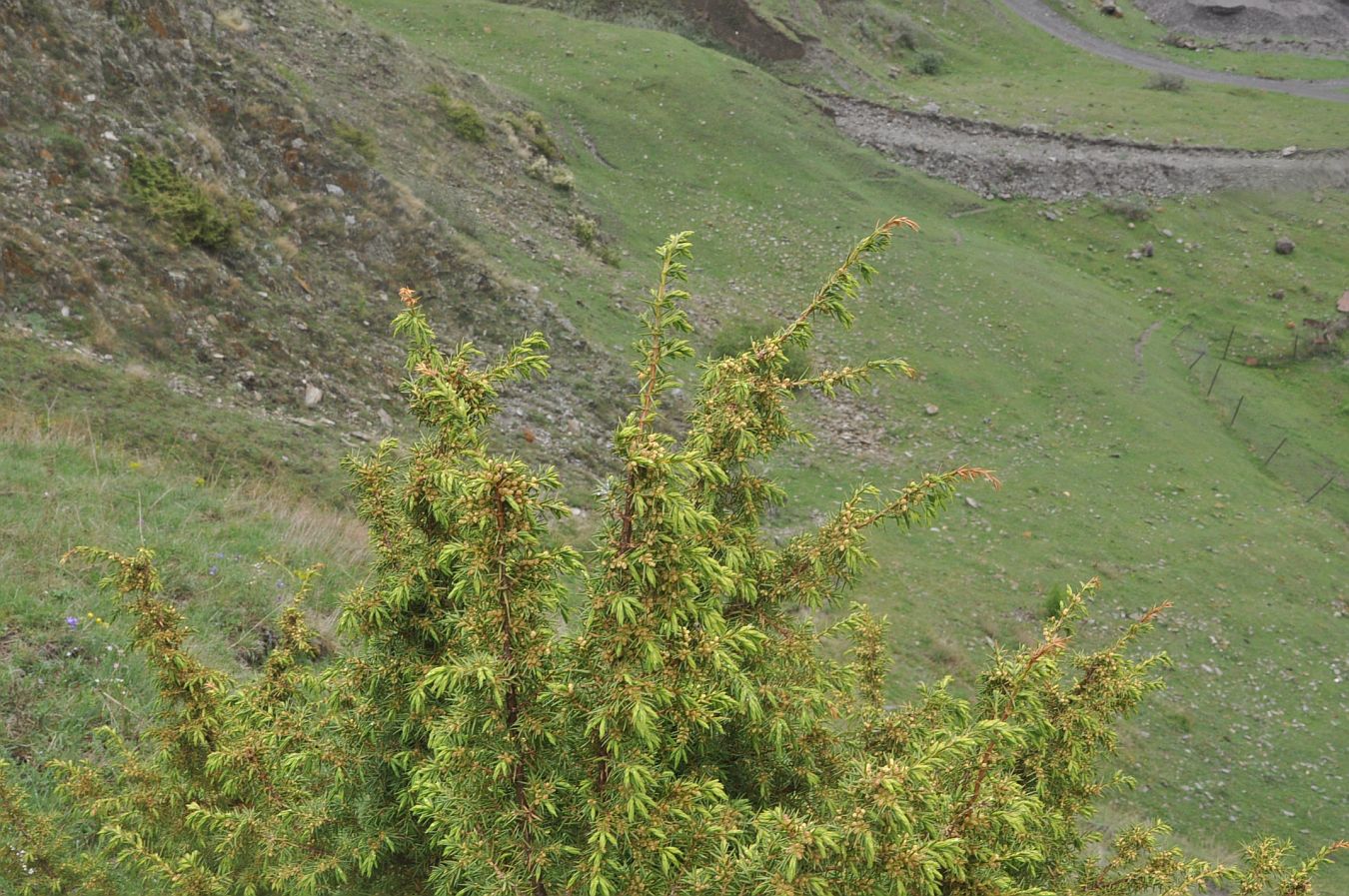 Изображение особи Juniperus oblonga.