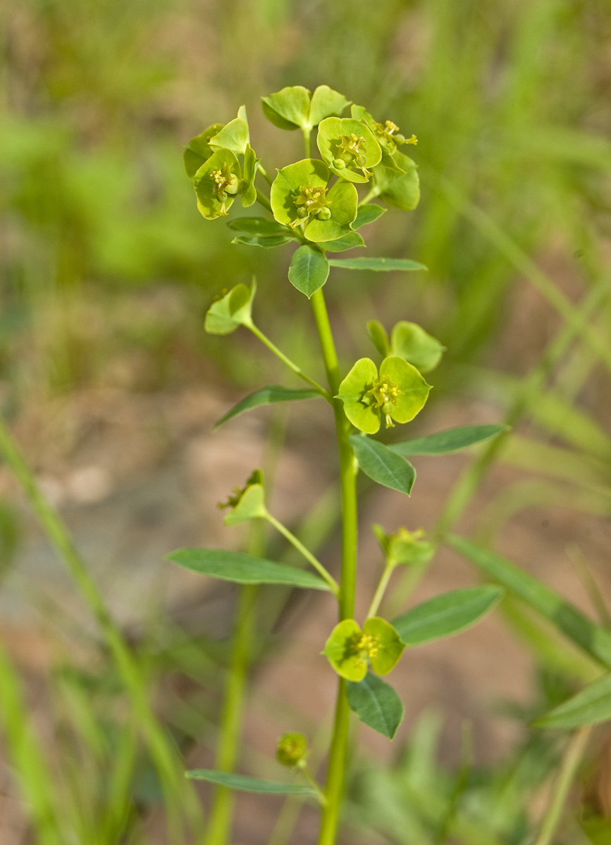 Изображение особи Euphorbia borodinii.