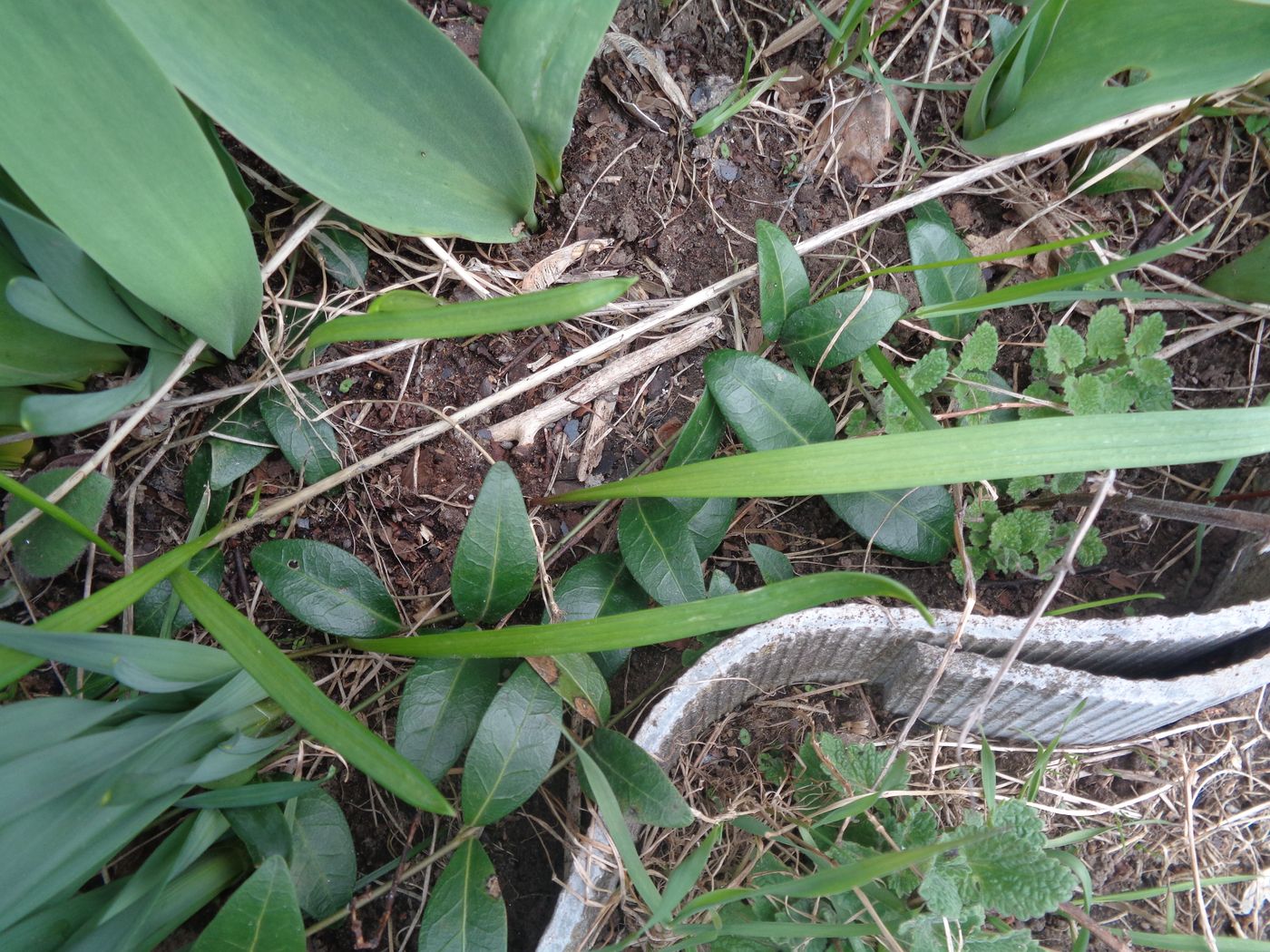 Image of Allium aflatunense specimen.