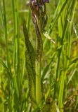 Dactylorhiza incarnata. Средняя часть побега. Пермский край, пос. Юго-Камский, разнотравно-злаковый луг. 24 июня 2018 г.