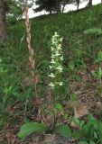 Platanthera chlorantha. Цветущее растение с прошлогодним соплодием. Дагестан, Гунибский р-н, 3,5 км к северо-западу от с. Гуниб, территория Горного ботанического сада ДНЦ РАН, сосновый лес. 23 июня 2018 г.